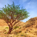 Weihrauch-Extrakt Vita | 150 Kapseln im Glas (>65% Boswellia-Säuren-Anteil) - VITALOVE - Naturprodukte